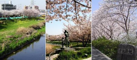 天白区桜の名所写真