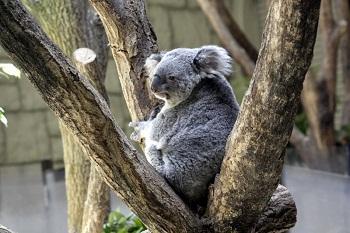 東山動植物園の写真