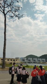 写真:奇跡の一本松見学の様子