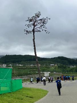 写真:奇跡の一本松