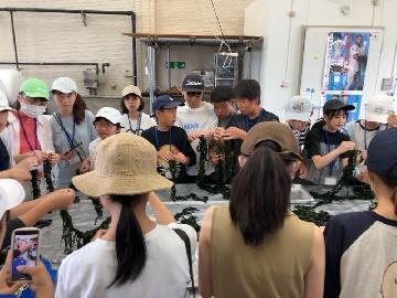 写真:わかめの芯抜き体験