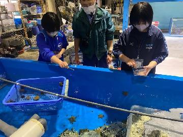 写真:名古屋港水族館での職場体験風景
