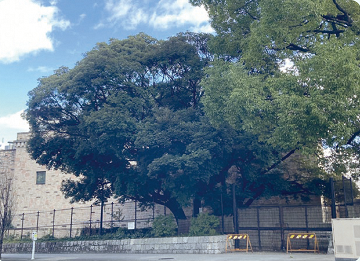 写真:久屋大通庭園フラリエにあるツブラジイ