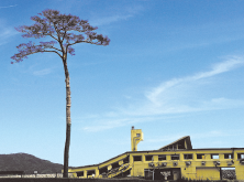 奇跡の一本松の写真です。