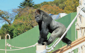 新ゴリラ・チンパンジー舎の写真