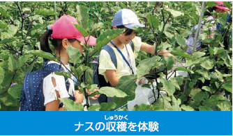 施設見学:ナスの収穫を体験した時の写真