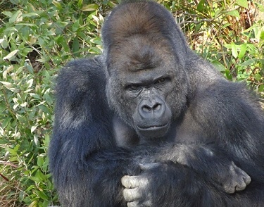 ニシローランドゴリラの「シャバーニ」の写真