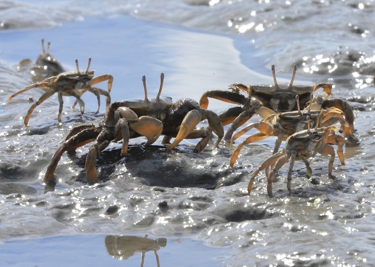 藤前干潟でのヤマトオサガニの写真