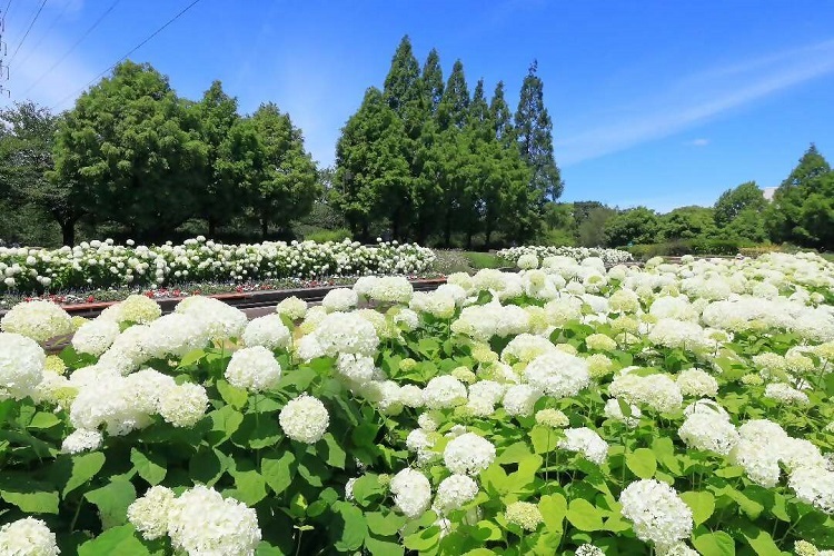 荒子川公園内アナベルの写真