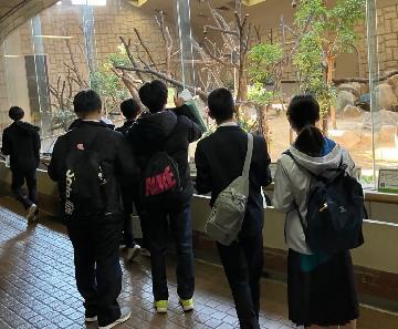 コアラ見学中の写真