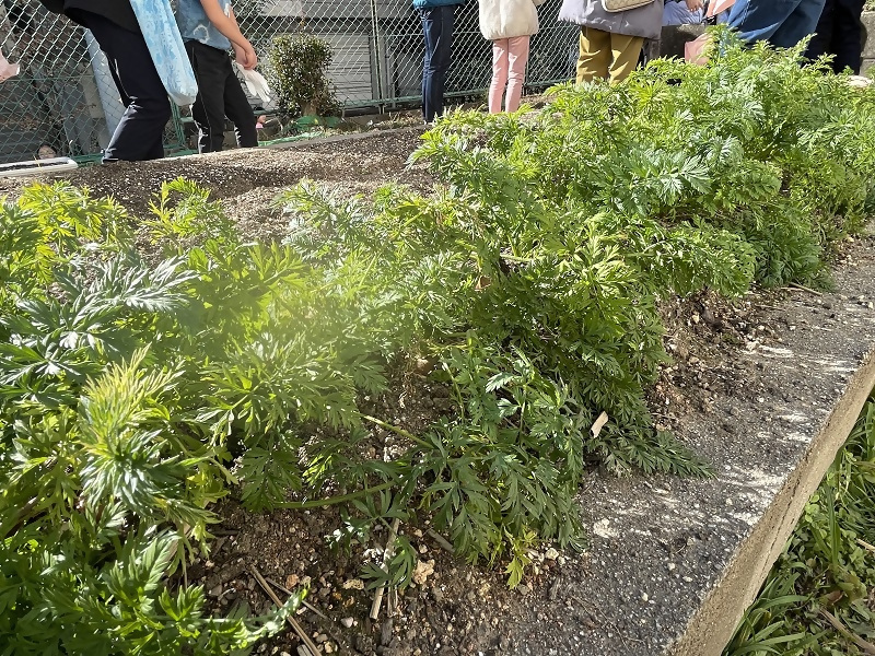 写真：収穫の様子1