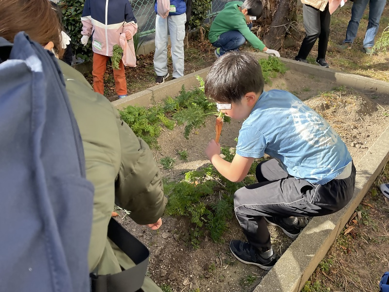 写真：収穫の様子3