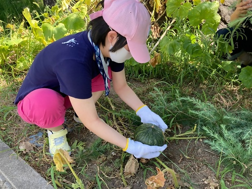 写真：かぼちゃを収穫する様子