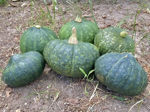 写真：収穫した6個のくりあじかぼちゃ