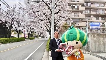 写真：区長とかぼっち（植田の桜並木1）