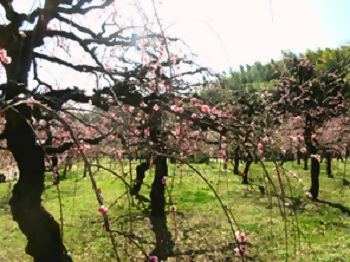 写真：農業センターの梅園