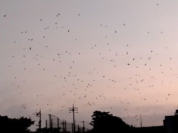 ツバメが群れ飛ぶ様子の写真