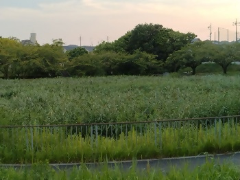 細口池のヨシ原の写真