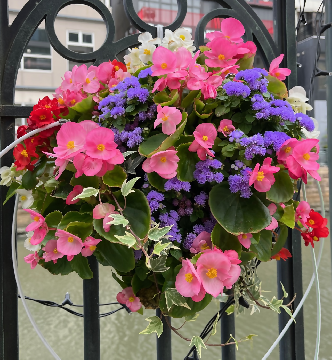 ハンギングバスケット写真