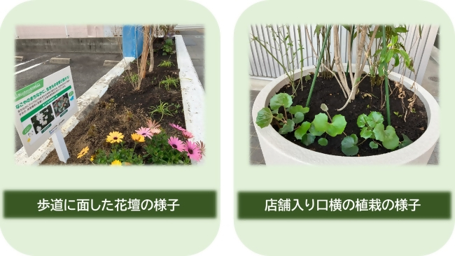 写真：植栽の様子