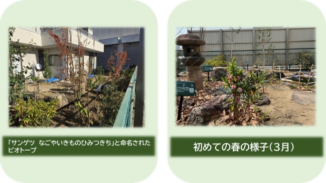 写真：植栽の様子