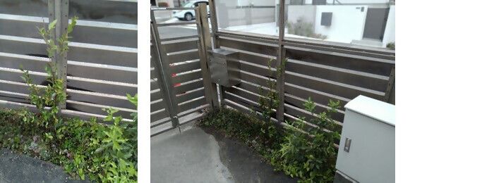 写真:植樹の様子(さざんか保育園)