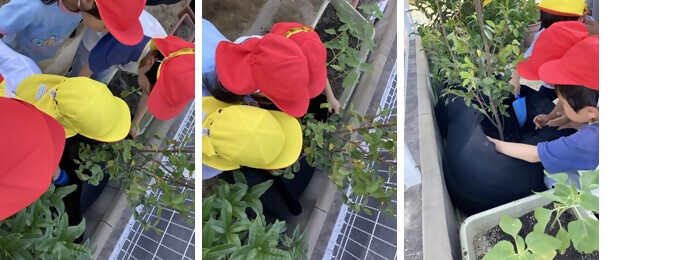 写真:植樹の様子(キッズガーデン植田東)