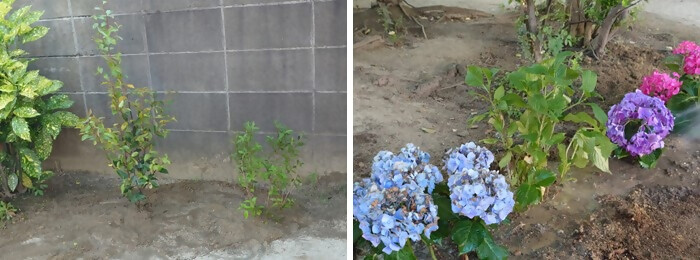 植樹の写真(呉竹幼稚園)