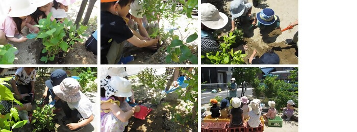 植樹の写真(リーゴ五才美保育園)