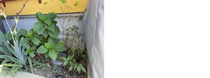 写真:植樹の様子(うめの森ヴァルドルフ子ども園)