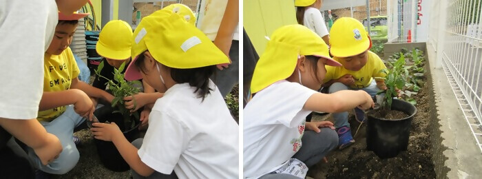 植樹の写真(花表こばと保育園)