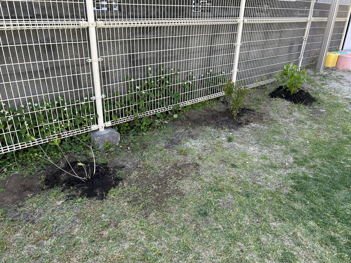 写真:植樹の様子(認定こども園正木幼児園)