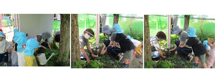 植樹の写真(名古屋市藤の宮保育園)