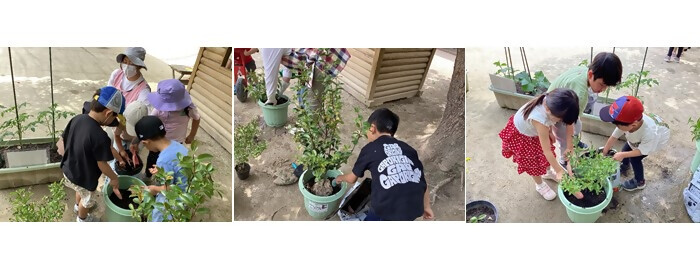 植樹の写真(幼保連携型認定こども園明星幼稚園)