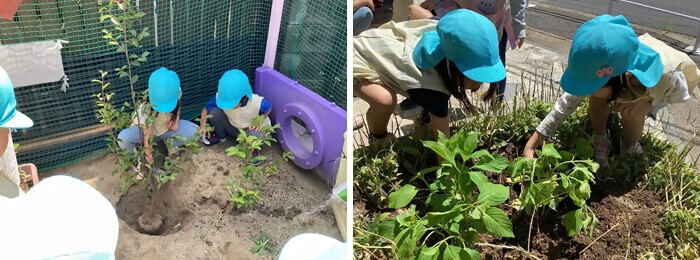 写真:植樹の様子(日向さくら保育園)