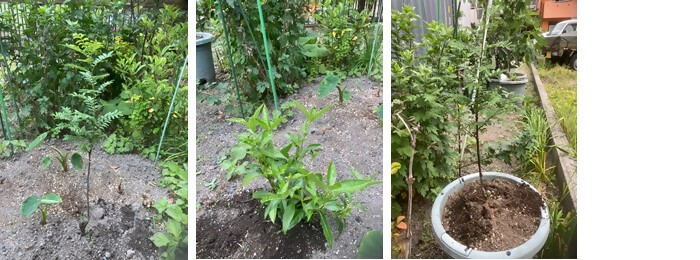 植樹の写真(丹羽ふとん店)