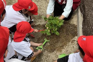 植樹の写真(なないろこどもえん)