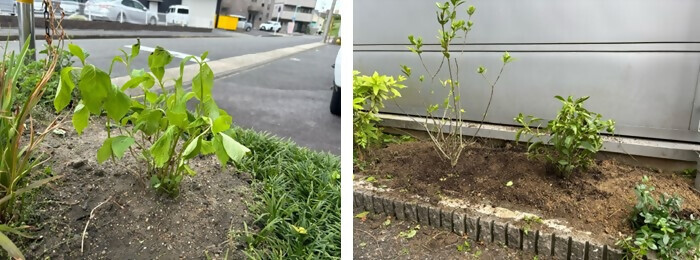 植樹の写真(株式会社司ケース)
