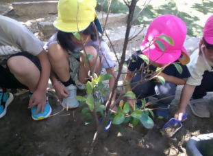 植樹の写真(あかつき田幡保育園)