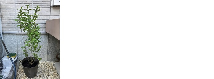 写真:植樹の様子(三建設備工業株式会社名古屋支店)