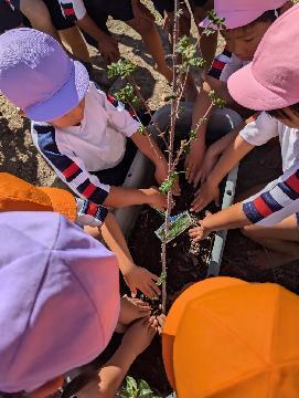 植樹の写真(富士文化幼稚園)
