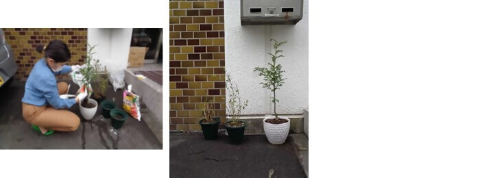 植樹の写真(中部復建株式会社)