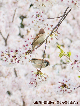 写真：「鶴舞公園」