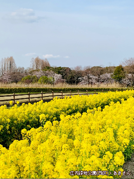 写真：「庄内緑地公園」