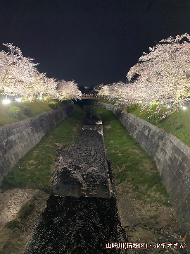 写真：「山崎川」