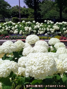 写真：「荒子川公園」