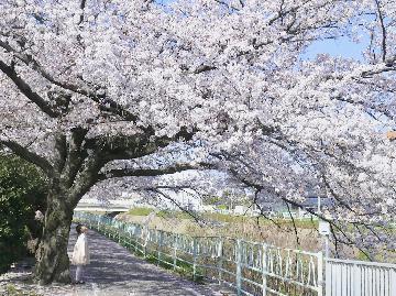 写真：香流川緑道の桜並木