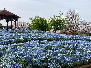 写真：農業文化園・戸田川緑地
