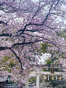 写真：富部神社