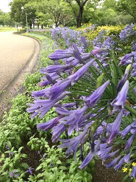 「アガパンサス」の写真